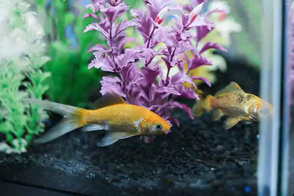 A close up photo of the office goldfish swimming in his tank A close up photo of the office goldfish swimming in his tank